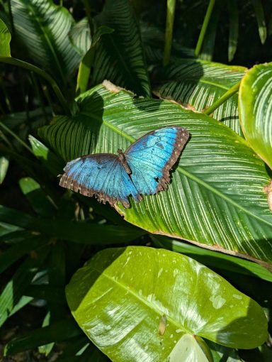 A Butterfly at Key West Butterfly Sanctuary A Butterfly at Key West Butterfly Sanctuary