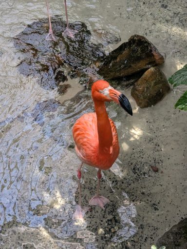 Flamingos at Key West Flamingos at Key West